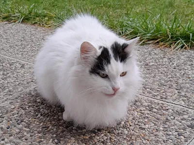 Eine flauschige, weiße Katze mit schwarzen Flecken sitzt auf einem steinigen Weg im Freien, umgeben von Gras.
