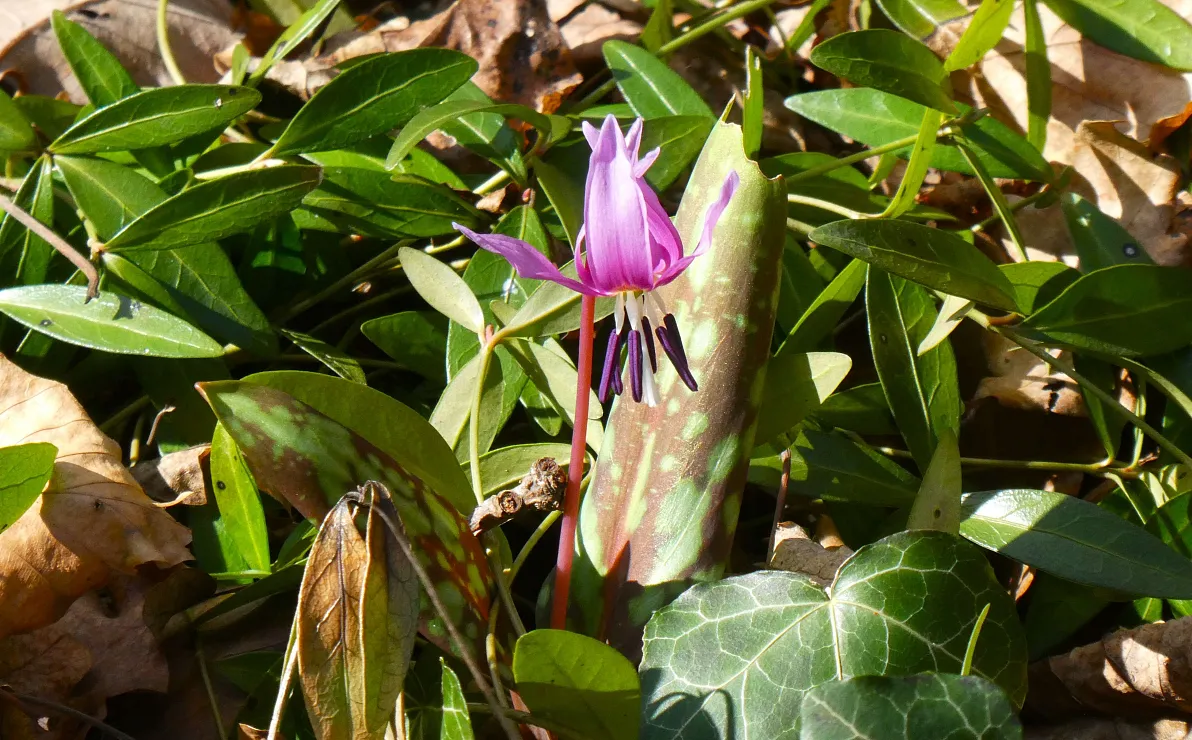 naturschutzbund-europaeischerhundszahn-11-2025-susannewoess-gallasch