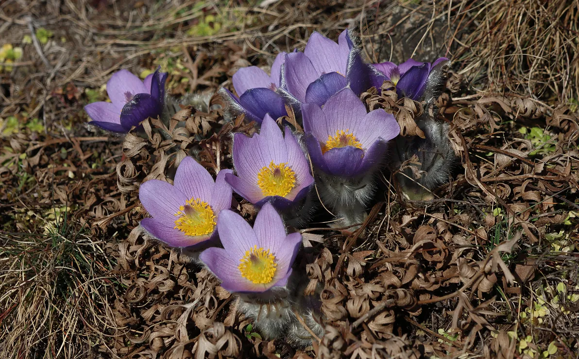naturschutzbund-grossekuechenschelle-11-2025-franzkoessl-1