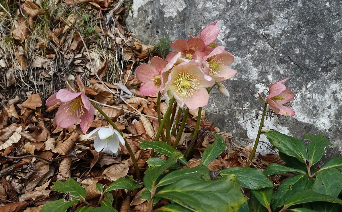 naturschutzbund-schneerose-11-2025-ludwigpuermayr