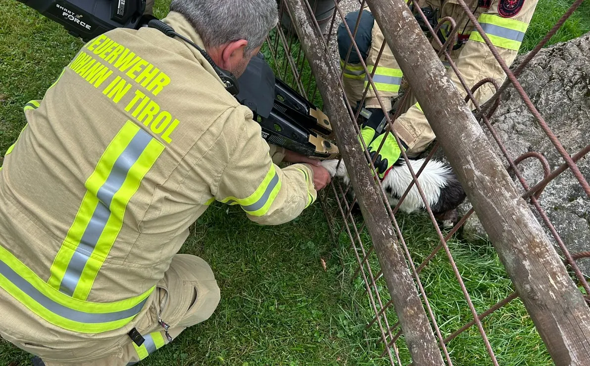 Rettung_Ziege aus Notlage_ St. Johann
