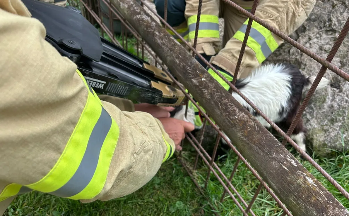 Rettung_Ziege aus Notlage_ St. Johann