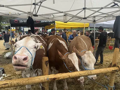 Rinderausstellung_StJohann_17_2026_Klausner
