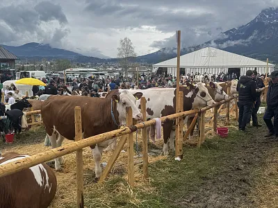 Rinderausstellung_StJohann_17_2026_Klausner