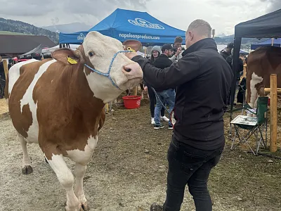 Rinderausstellung_StJohann_17_2026_Klausner