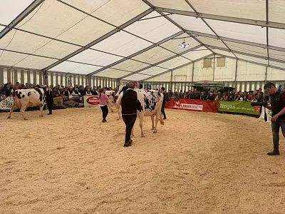 Rinderausstellung_StJohann_17_2026_Klausner