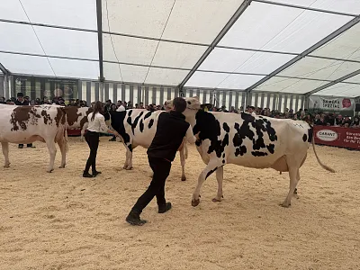 Rinderausstellung_StJohann_17_2026_Klausner