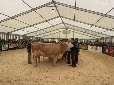 Rinderausstellung_StJohann_17_2026_Klausner