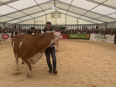 Rinderausstellung_StJohann_17_2026_Klausner