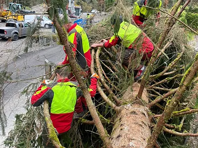 Personen in Schutzkleidung arbeiten gemeinsam an einem umgestürzten Baum auf einer Straße. Im Hintergrund sind Fahrzeuge und Wald erkennbar.