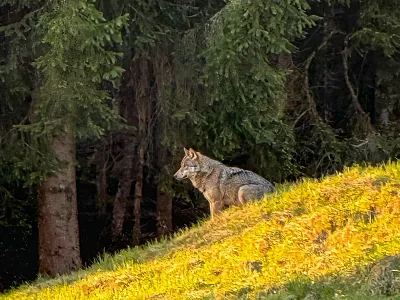 Wolf mitten im Ort in Kirchberg