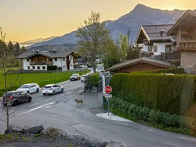Wolf mitten im Ort in Kirchberg