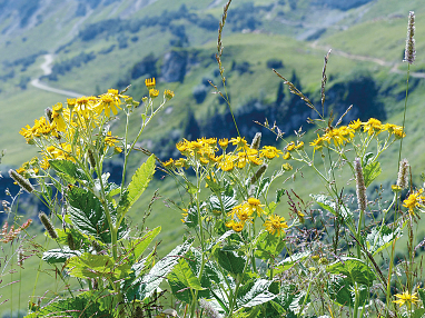 alpengreiskraut 1sp sonderseiten