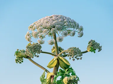 Baerenklau_38_2025_stock.adobe.com Peter.webp