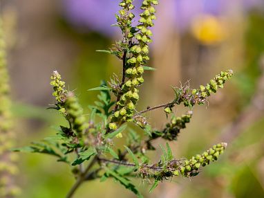 Beifuß Amrosia_38_2025_stock.adobe.comJuergen Kottmann.webp