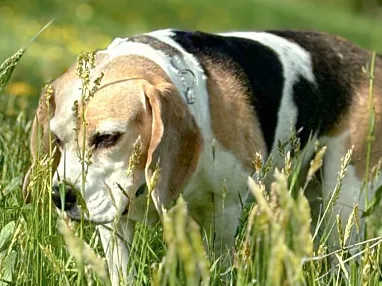 Hund Django_13_2025_TSV Kitz