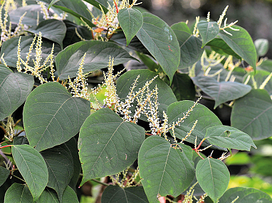 japanischer knoeterich 1sp sonderseiten