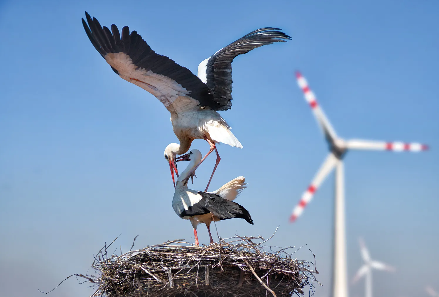 3. Platz - Johann Stritzinger Kategorie_Tiere_14_Punkte_8_Punkte_24.6.2018._22_34windkraft+tiere-2 Kopie_Credits im Impressum WE 90