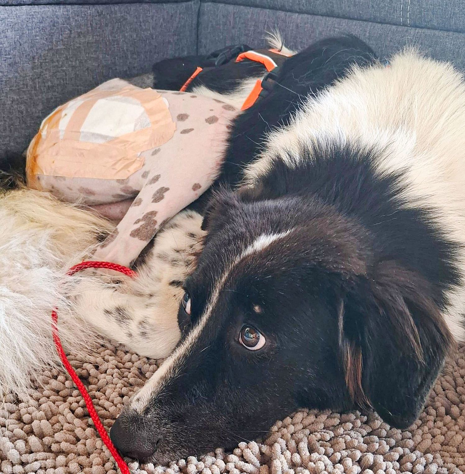 a_Hund Leopold_39_2025_Pascal