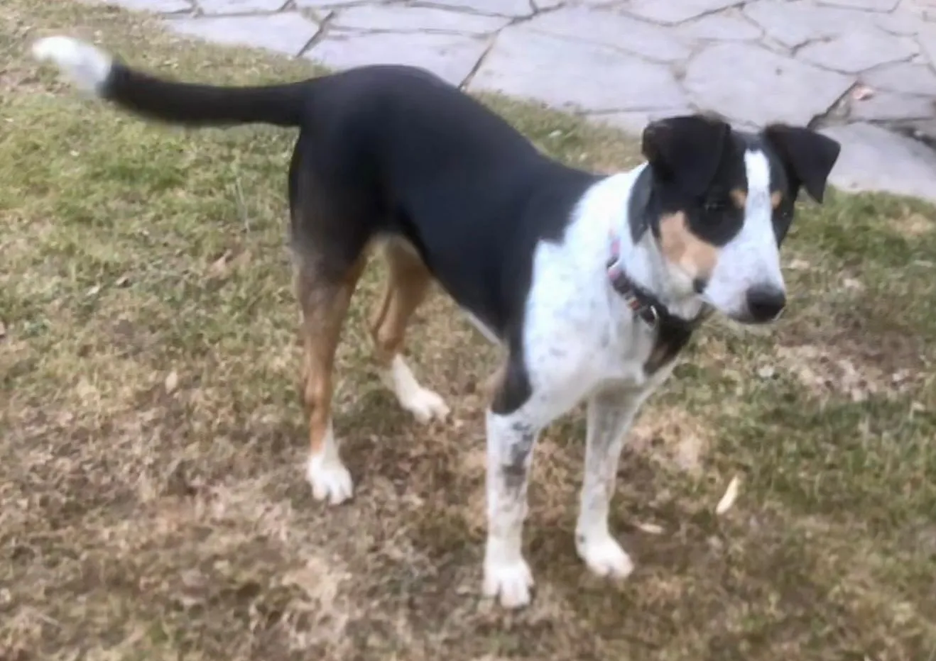 a_Hund Tina_10_2025_TSV Kitzb