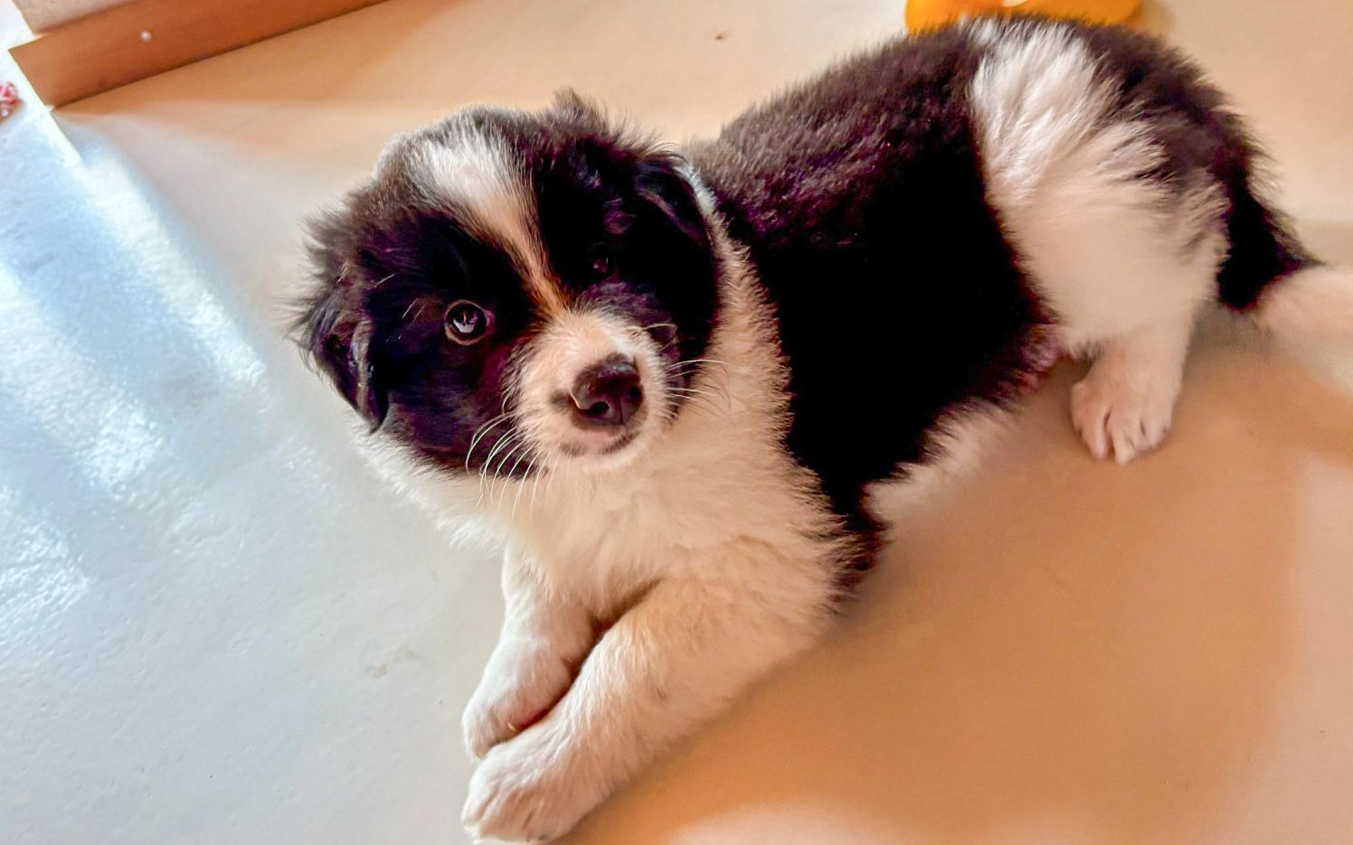 a_Hundewelpen1_33_2025_TSV Kitzb