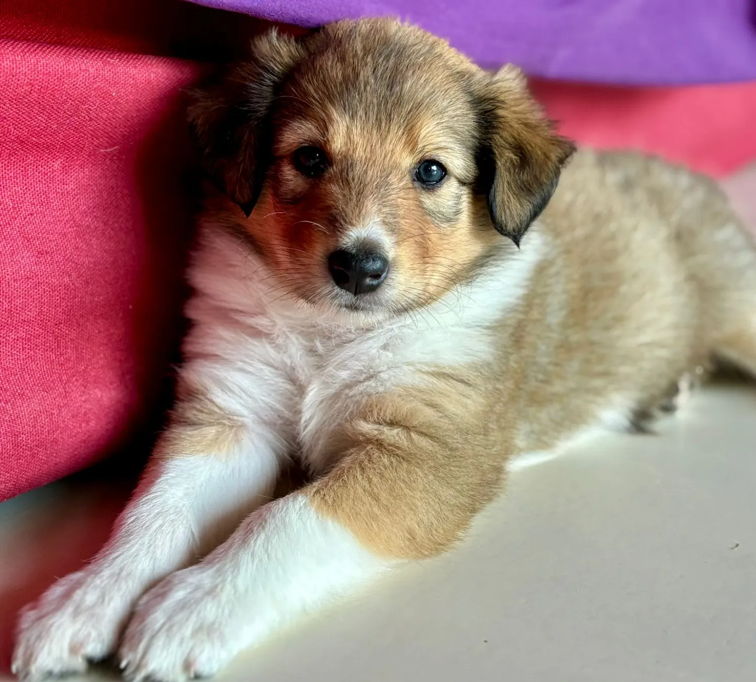 a_Hundewelpen2_33_2025_TSVKitzb