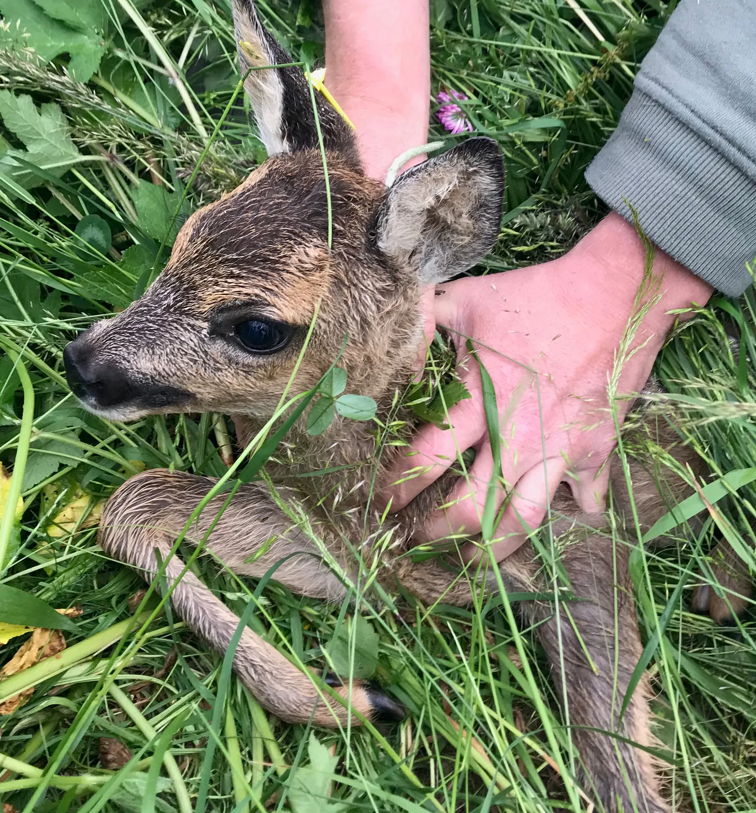 a_ Kitzrettung_23_2025_Klkausner