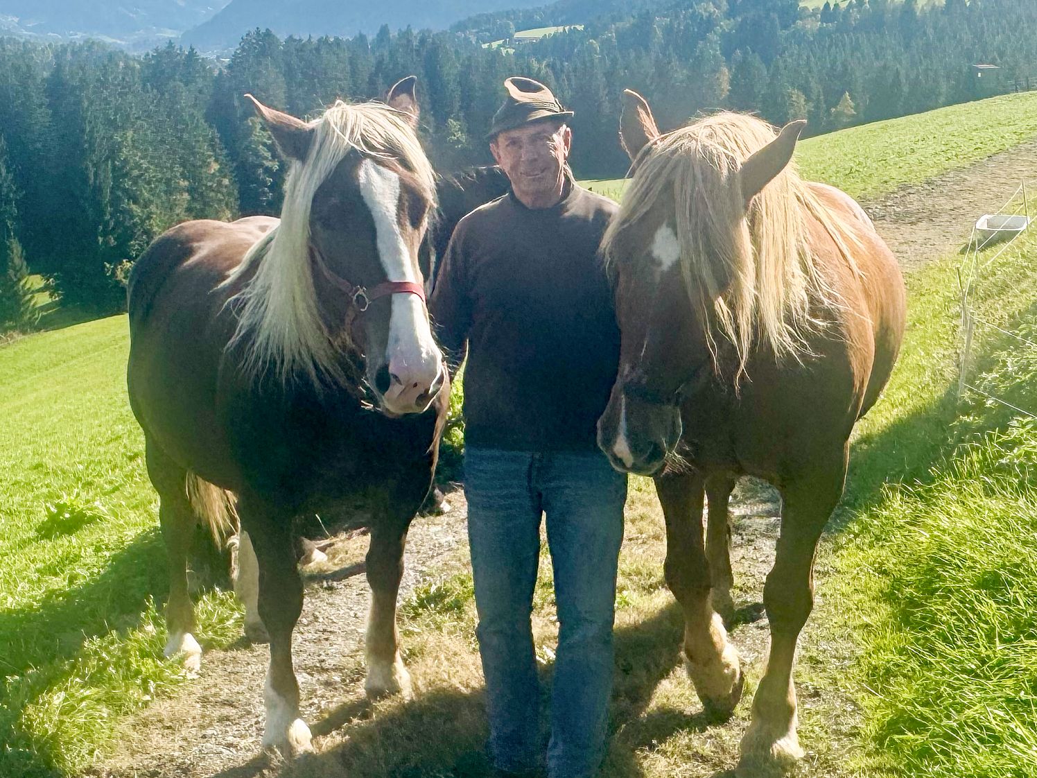 Noriker_Oberndorf_41_2025_Klausner