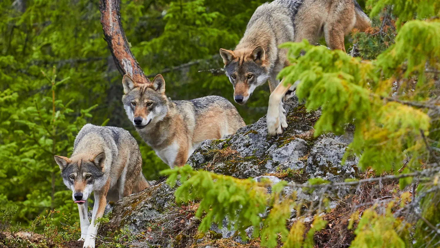 a_Woelfe_15_2026_stock.adobe