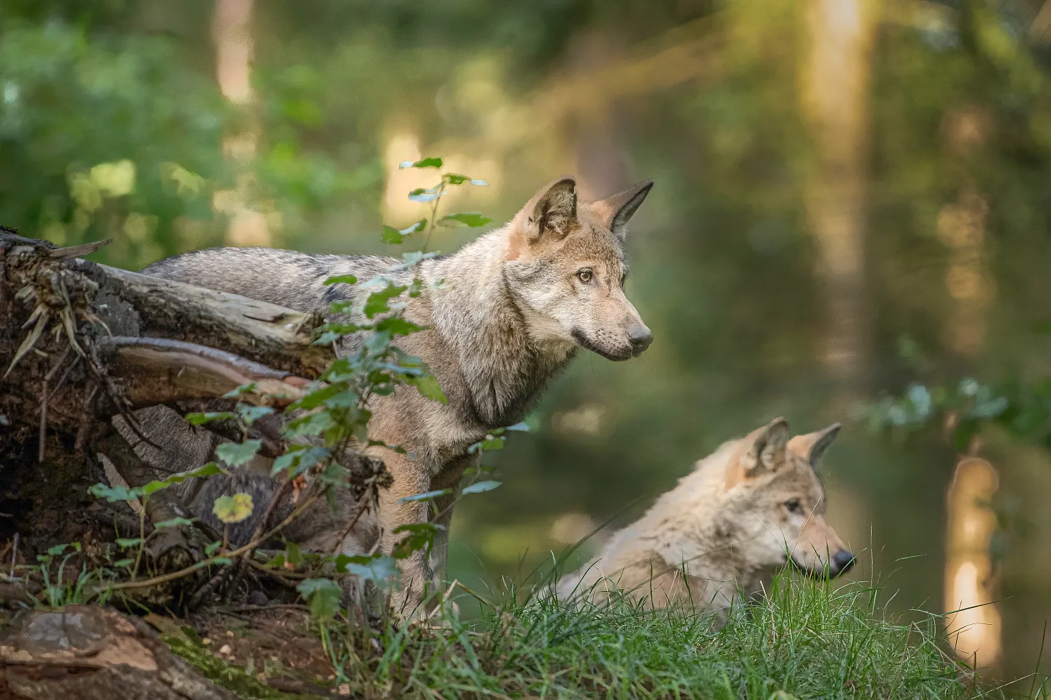a_Wolf cubs looking for their parents during sunrise Von Dennis_291999695