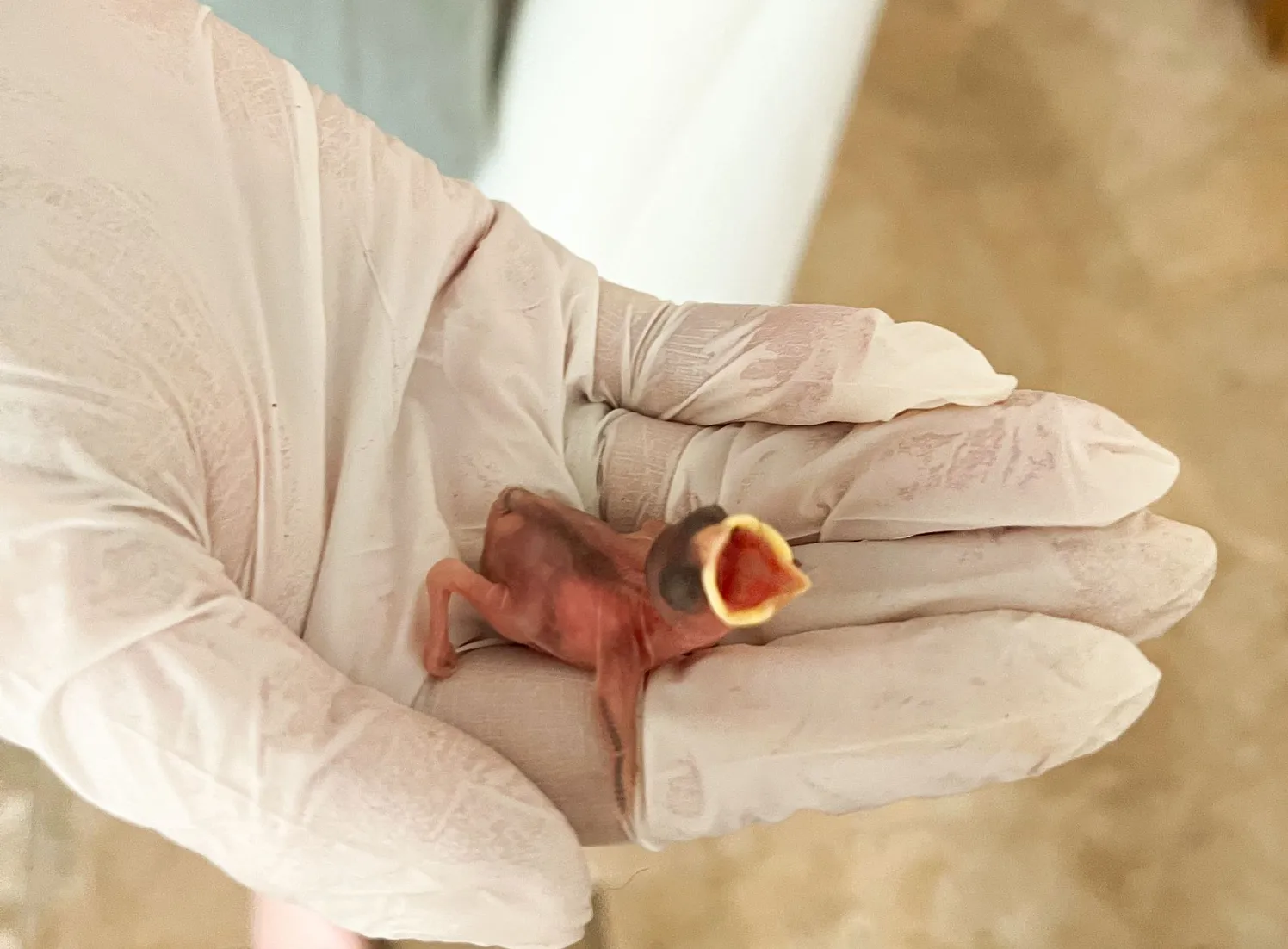 Babyvogel Pletzer