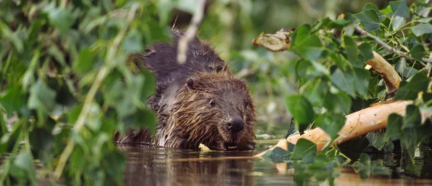 Biber Bild  K.Kracher_4nature.webp