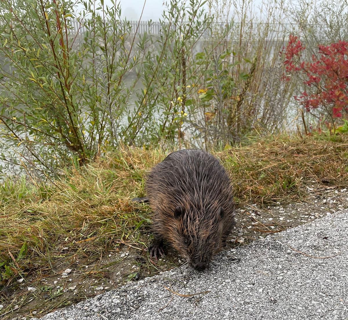 Biber1_41_2025_FFSt.Johann