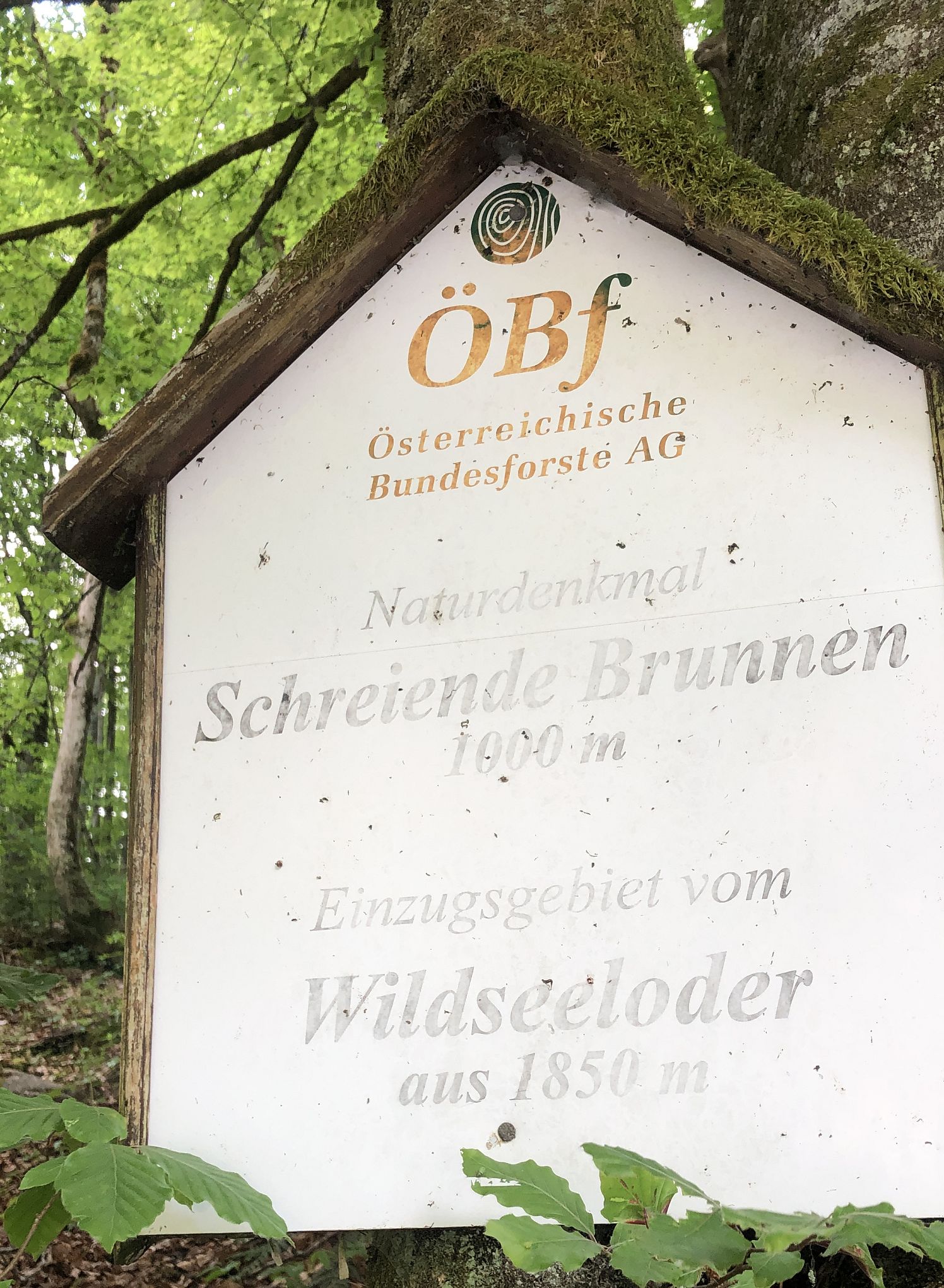 Fieberbrunn_Tafel_36_2025_Neumayer