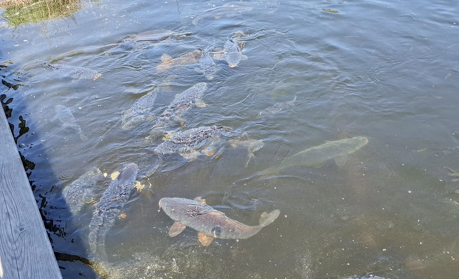 Fischer Schwarzsee