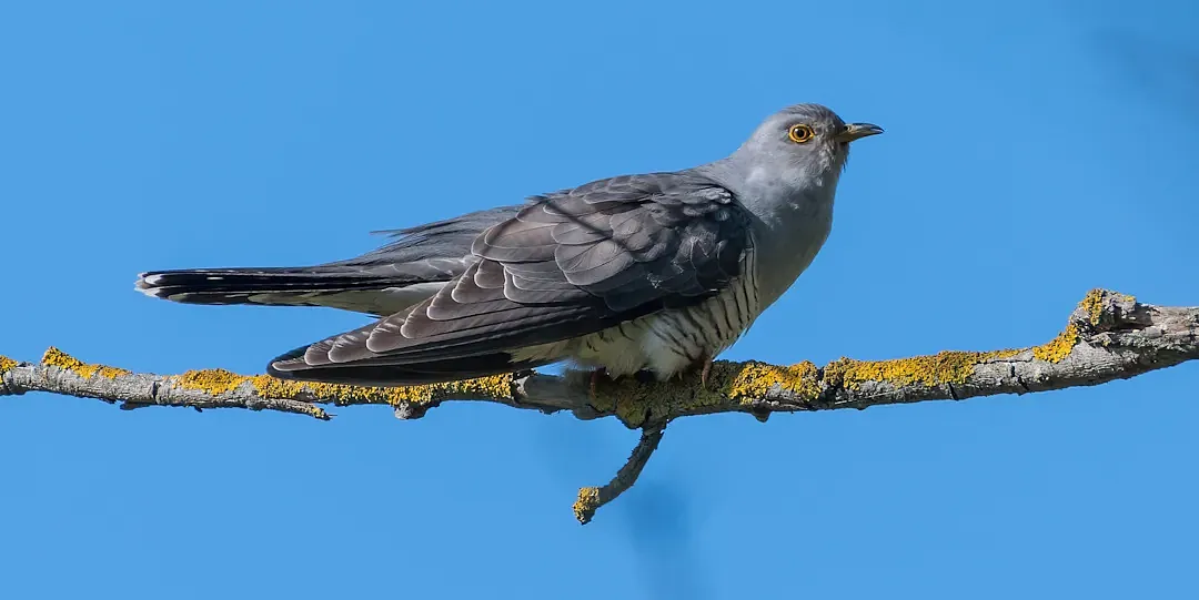 Kuckuck___Samuel_Schnierer