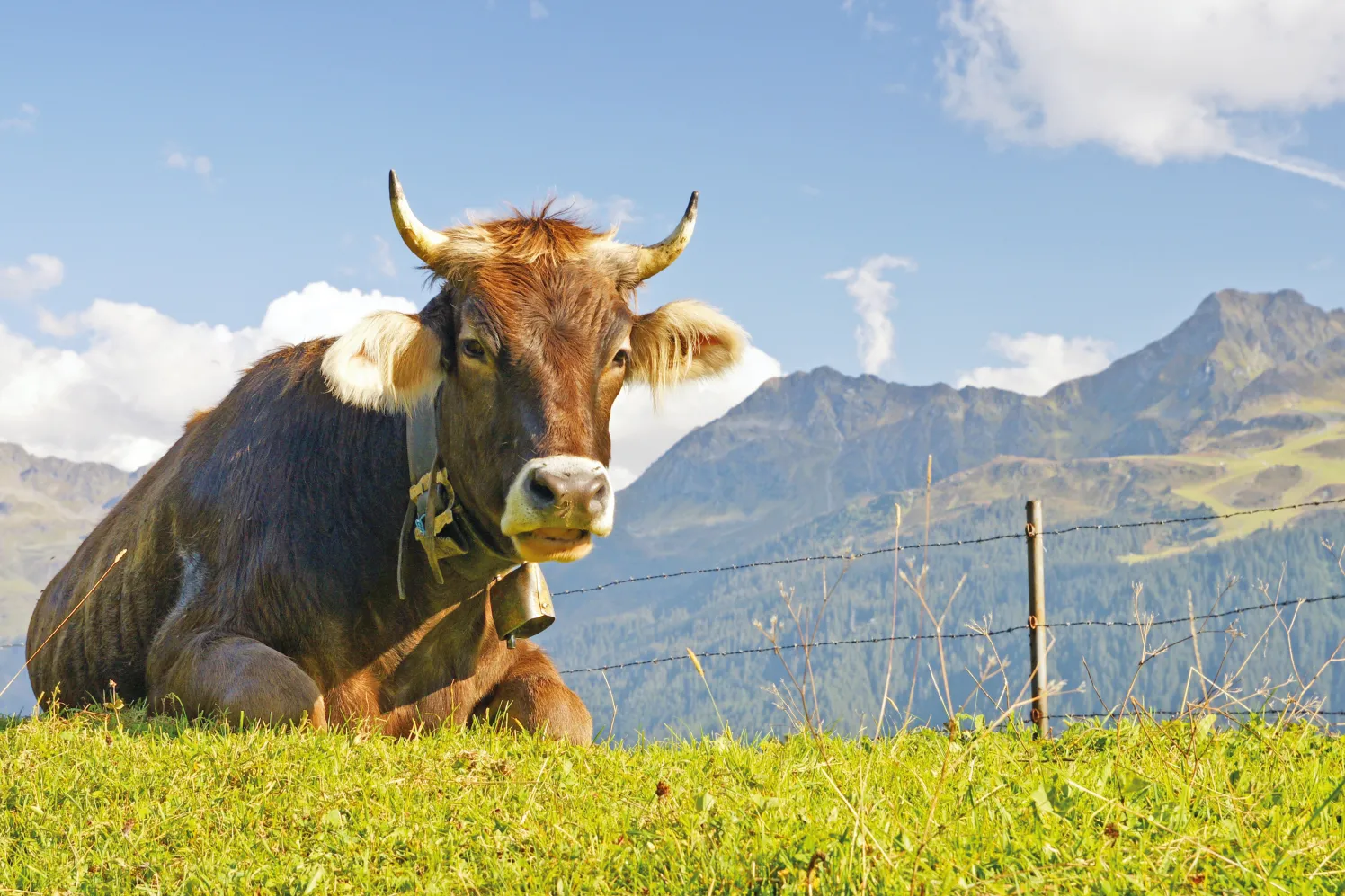 Kuh auf Alm_17136008_adobestock_Netzer Johannes