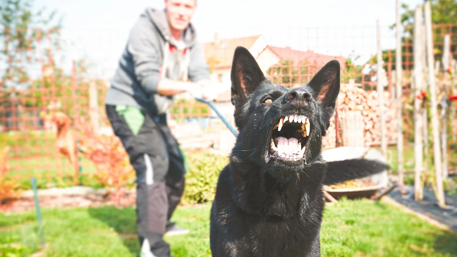 neuHundeattacke_stock.adobe.com