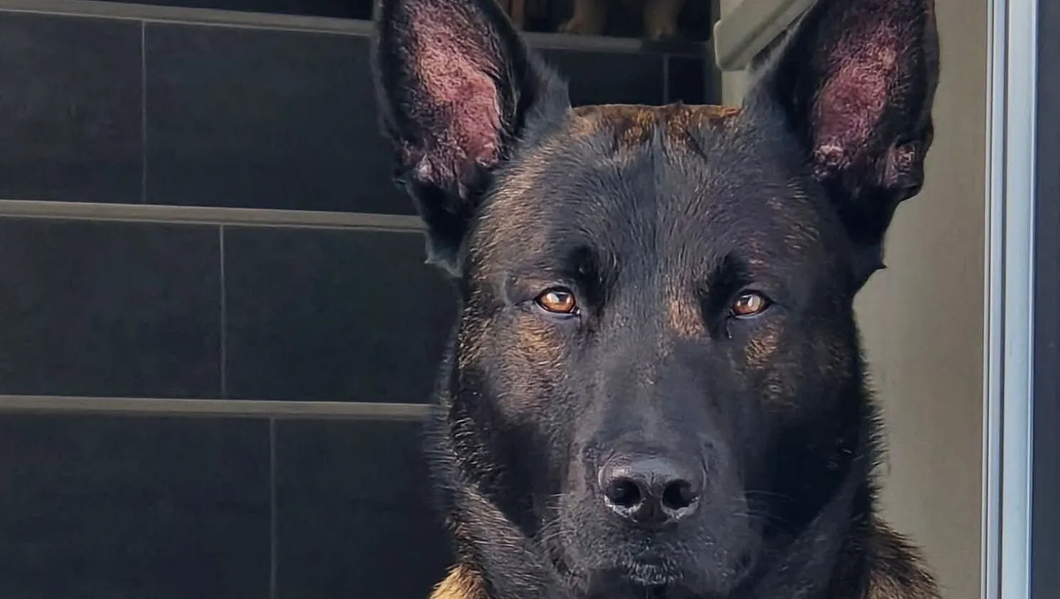 Polizeidiensthund Ron