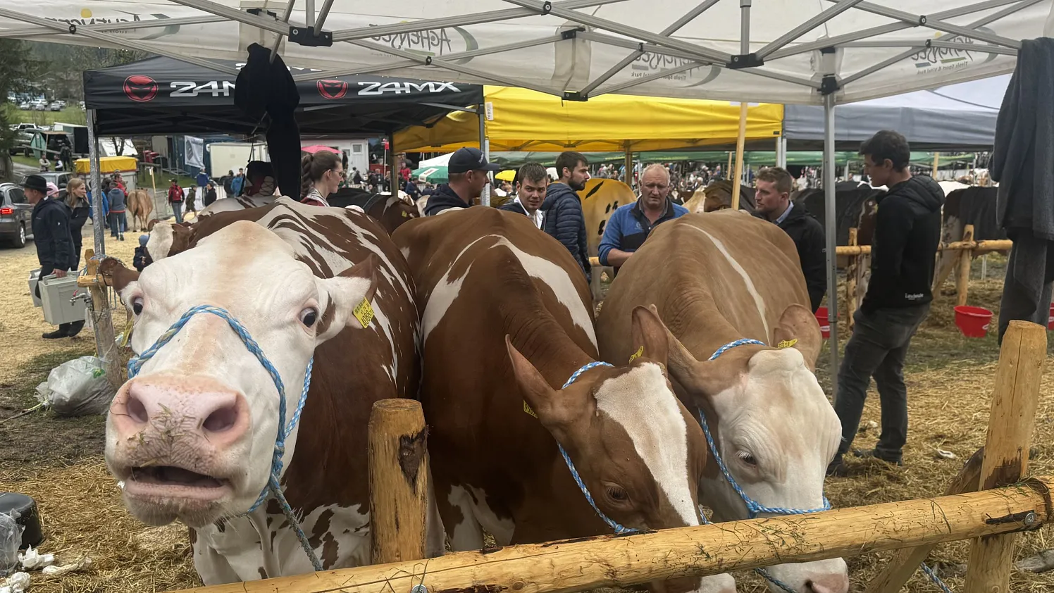 Rinderausstellung_StJohann_17_2026_Klausner