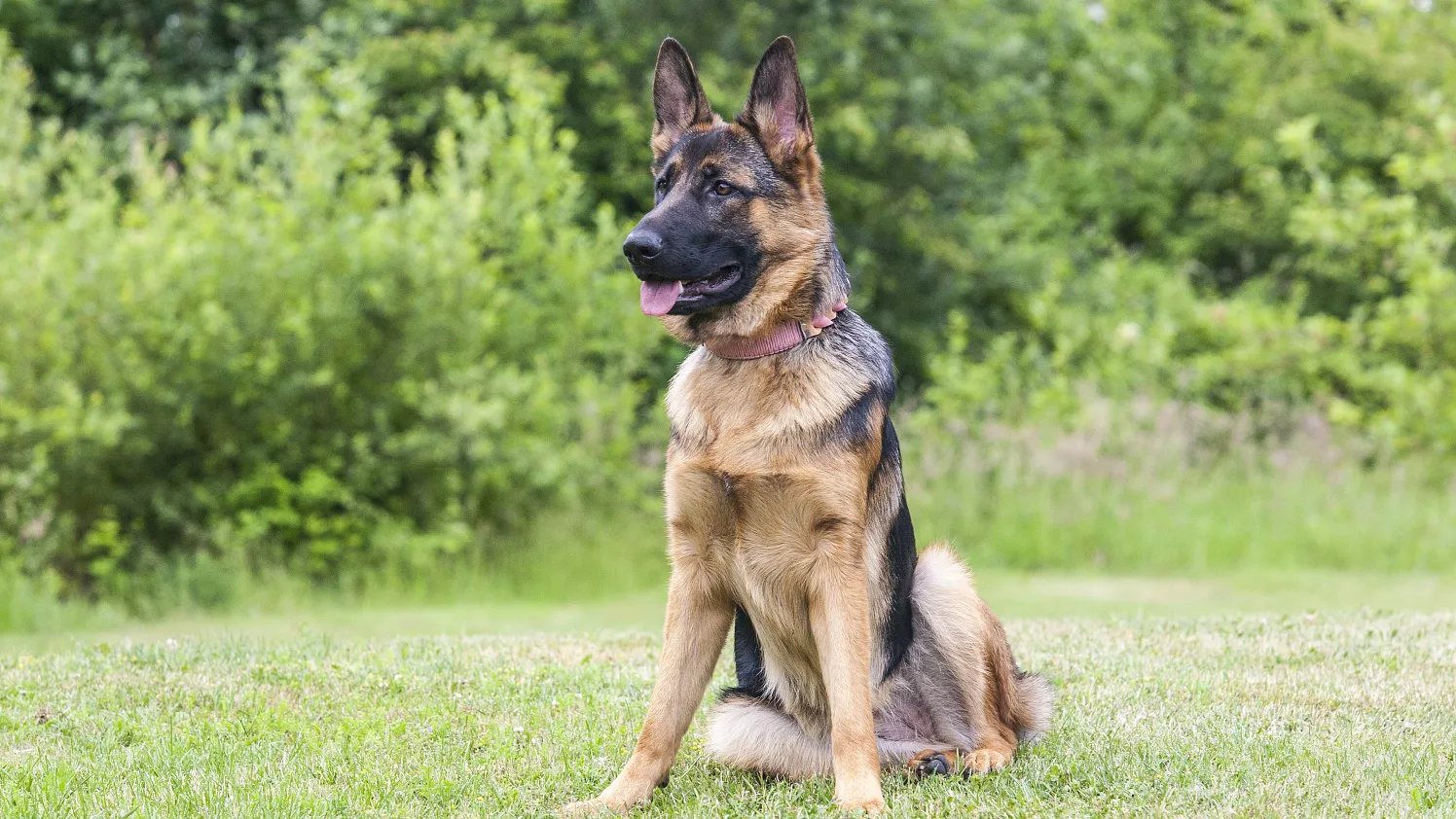 Schäferhund