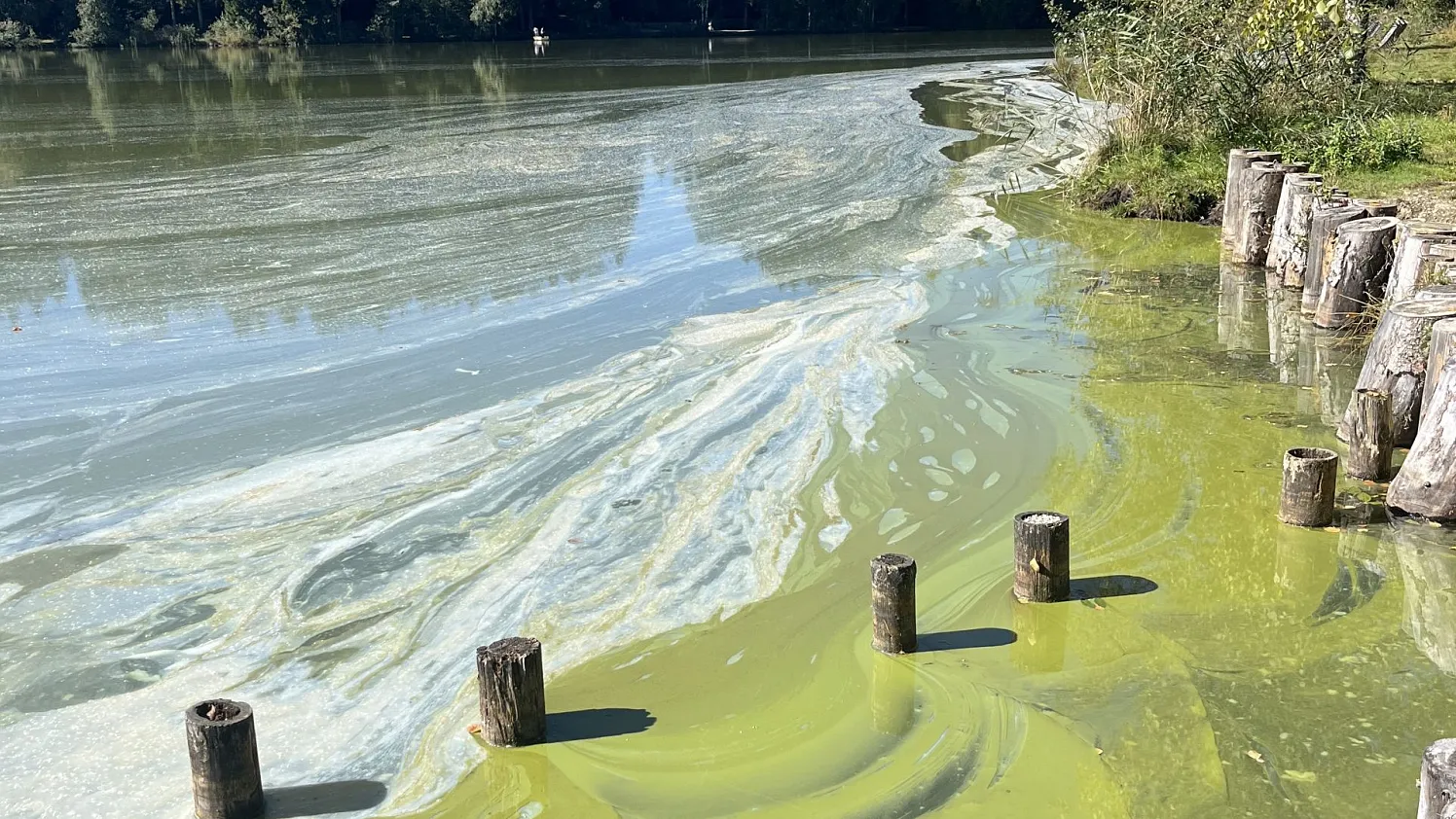 Schwarzsee Blaualgen