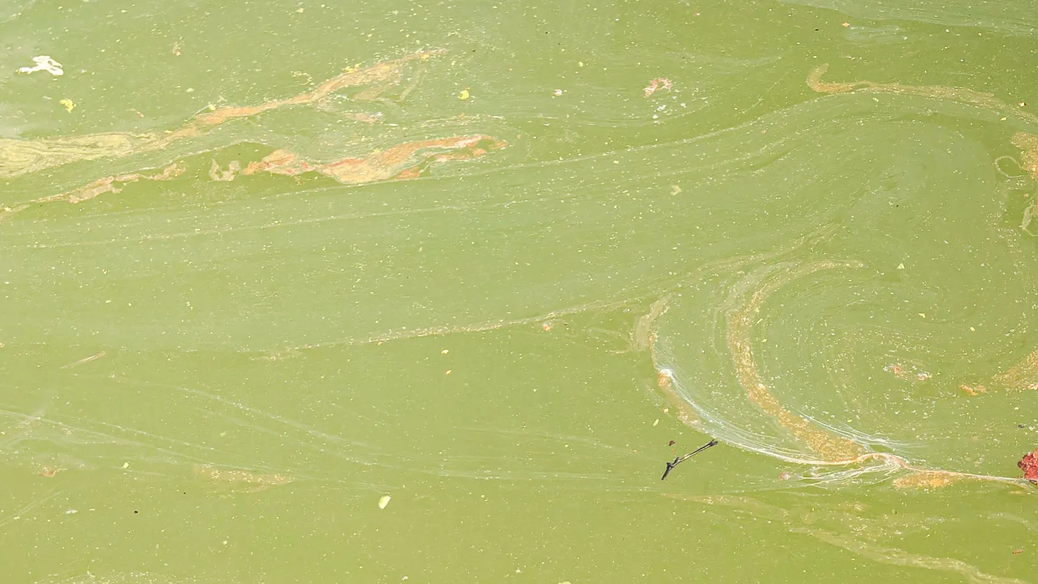 Schwarzsee_Pflügler