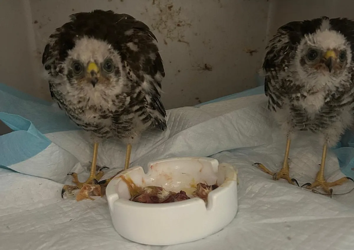 Tierschutz