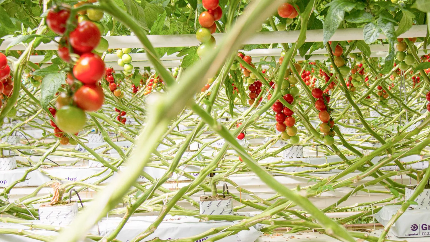 Tomaten im Glashaus