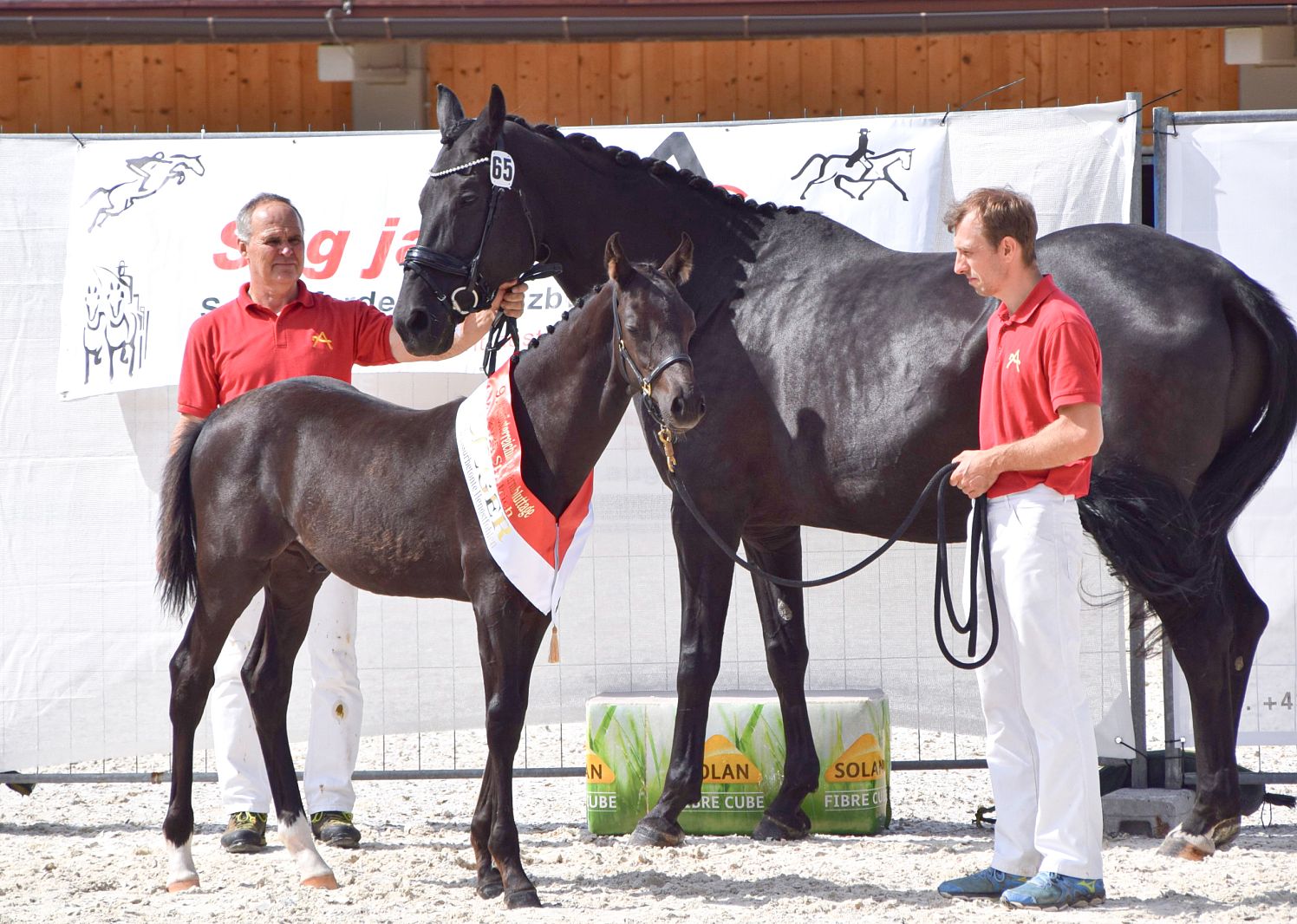 Warmblut_36_2025_Wörgötter.webp