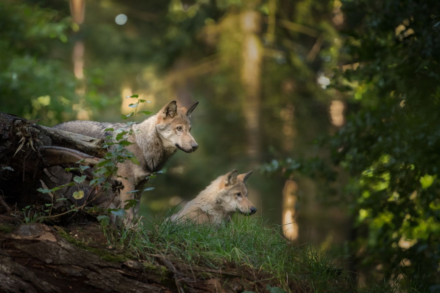 #Wolf_im_Wald_28_2024_stock.adobe