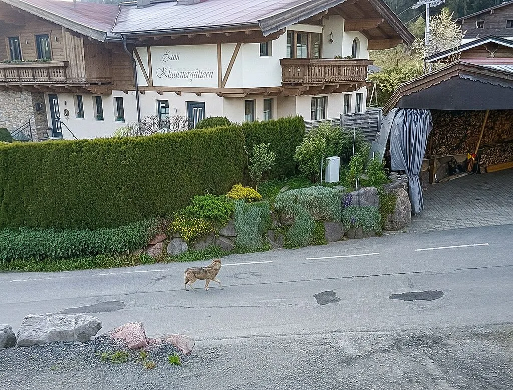 Wolf mitten im Ort in Kirchberg