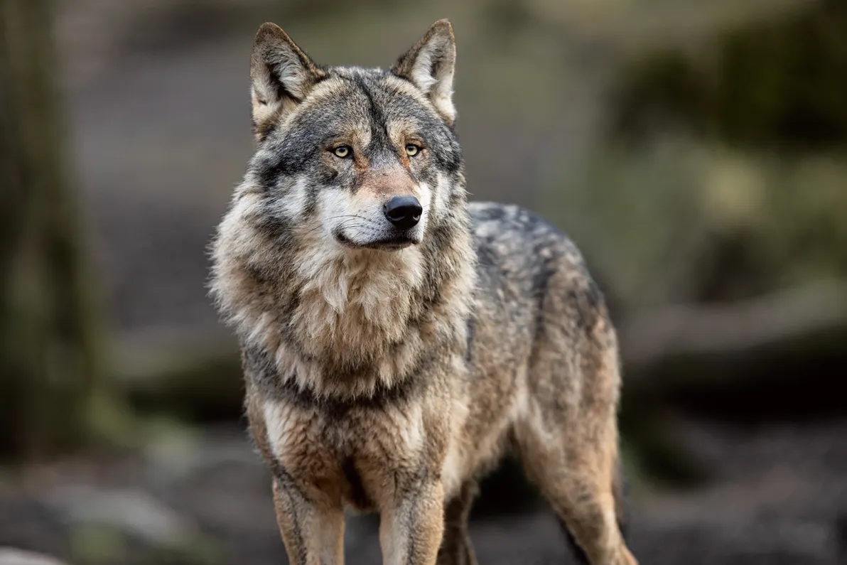 Wolf_Portrait of grey wolf in the forest_326635341_Von AB Photography