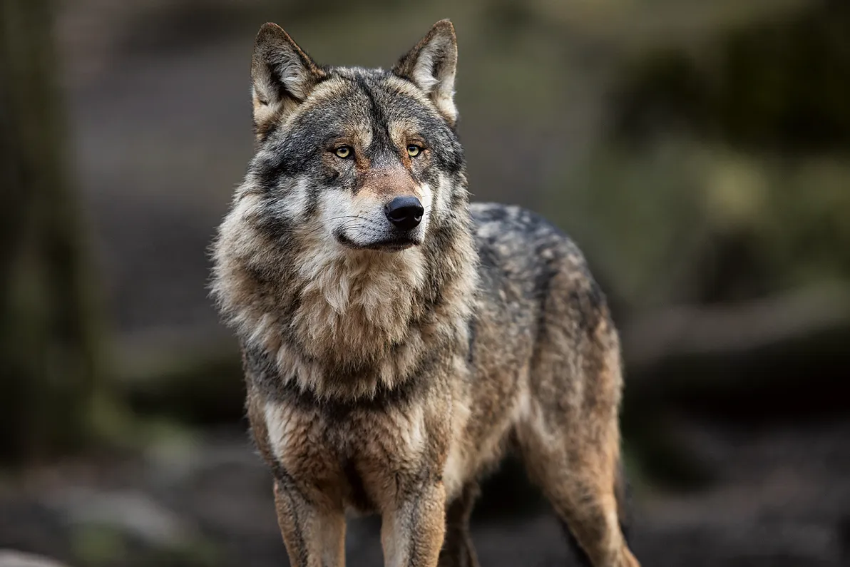Wolf_Portrait of grey wolf in the forest_326635341_Von AB Photography